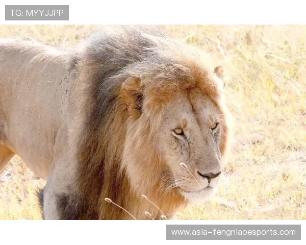 非洲雄狮的荣耀见证喀麦隆历史足球巨星与辉煌时刻